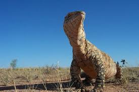 Blue tongue lizard in Alice Springs - Country Airstrips Australia