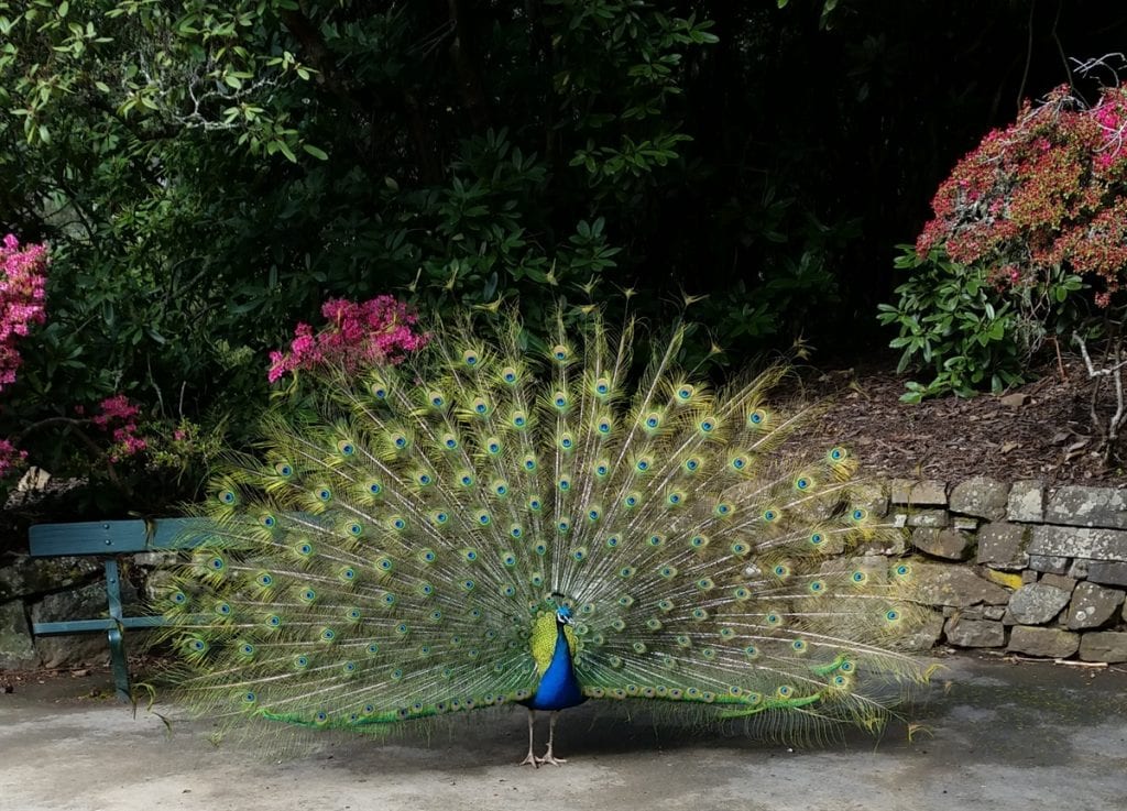 Peacock at Country Airstrips Australia - Cataract Gorge Launceston