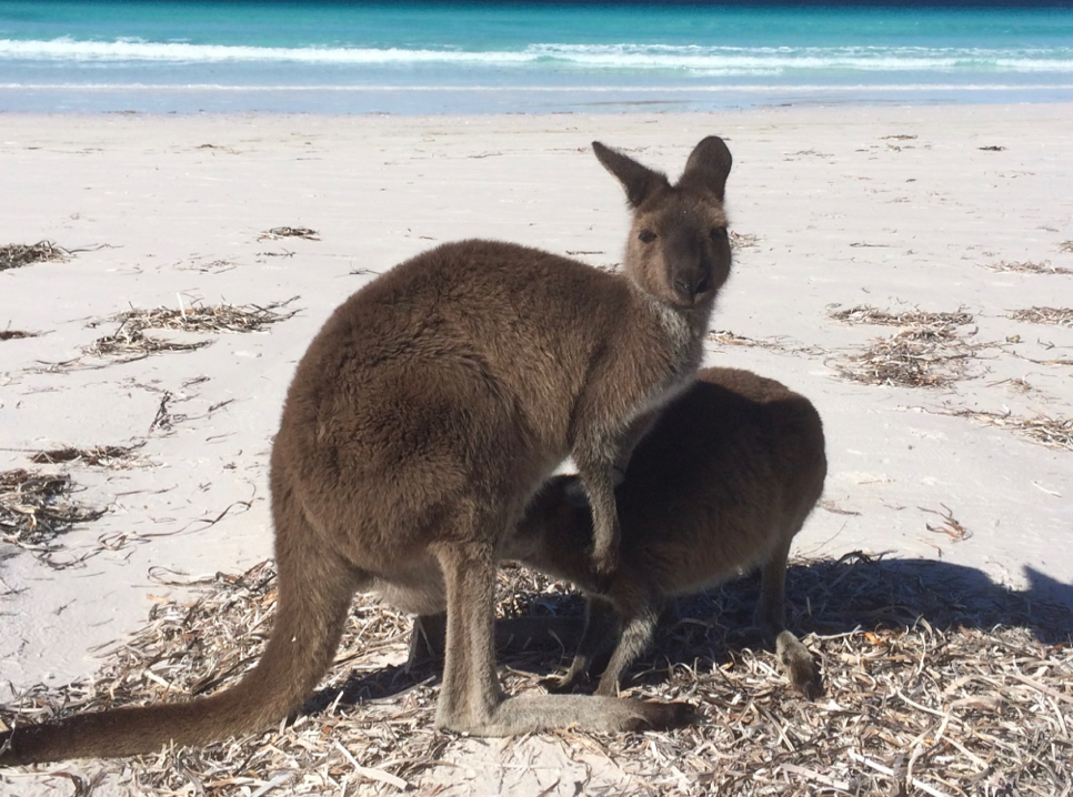 Kangaroos on the beach at Lucky Bay, Esperance. Country Airstrips Australia