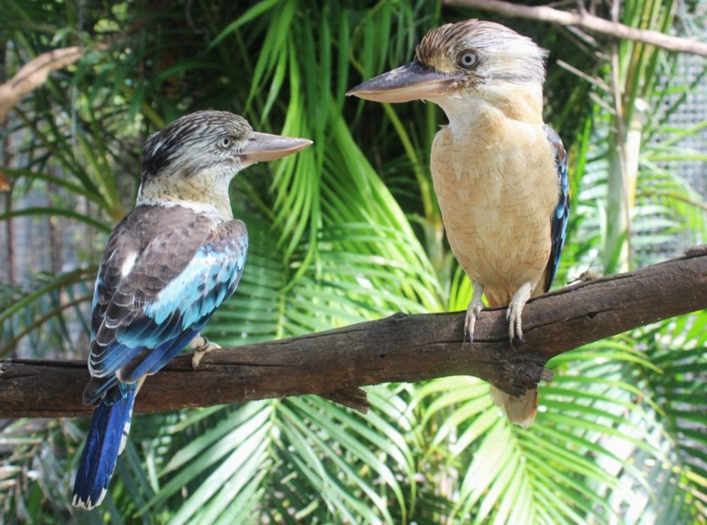 Attractions in Darwin, the Berry Springs Wildlife Park, Blue Winged Kookaburra - Country Airstrips Australia