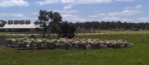 The Outback Shearers Museum Hay NSW