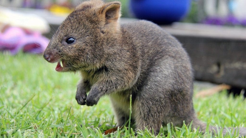 Rottnest Island Quokka. A 6-month-old quokka, a marsupial that's a hit on social media.