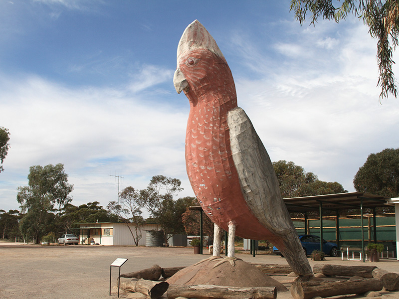 The Big Galah, an Australian icon, at Kimba, SA.