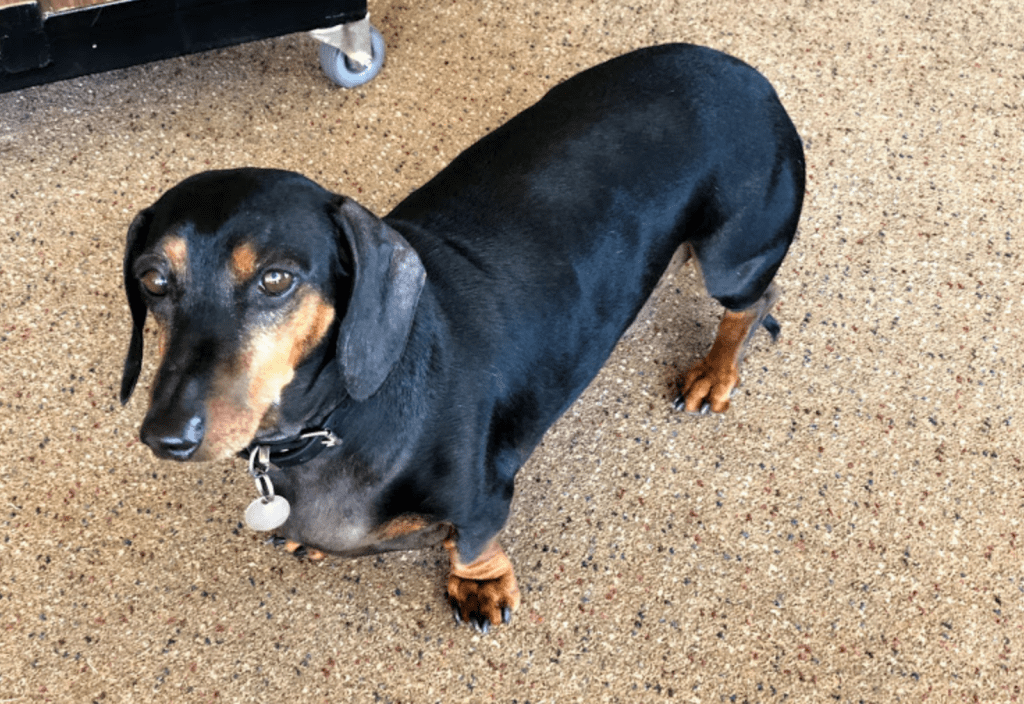 Griffith Airport dog