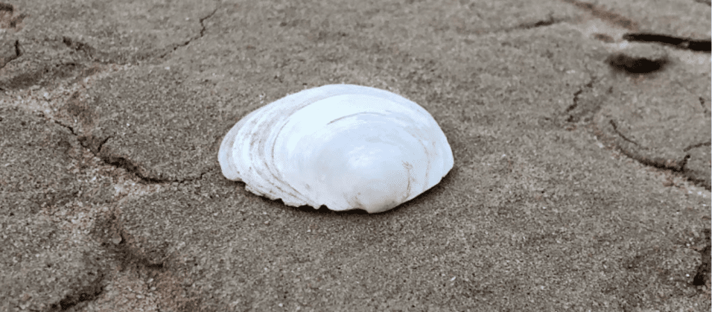 The Mungo Shell