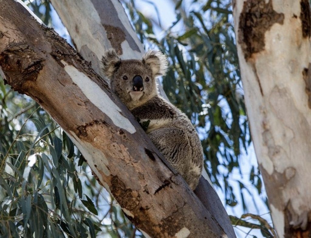 One of the attractions in Narrandera is the Koala Reserve.
