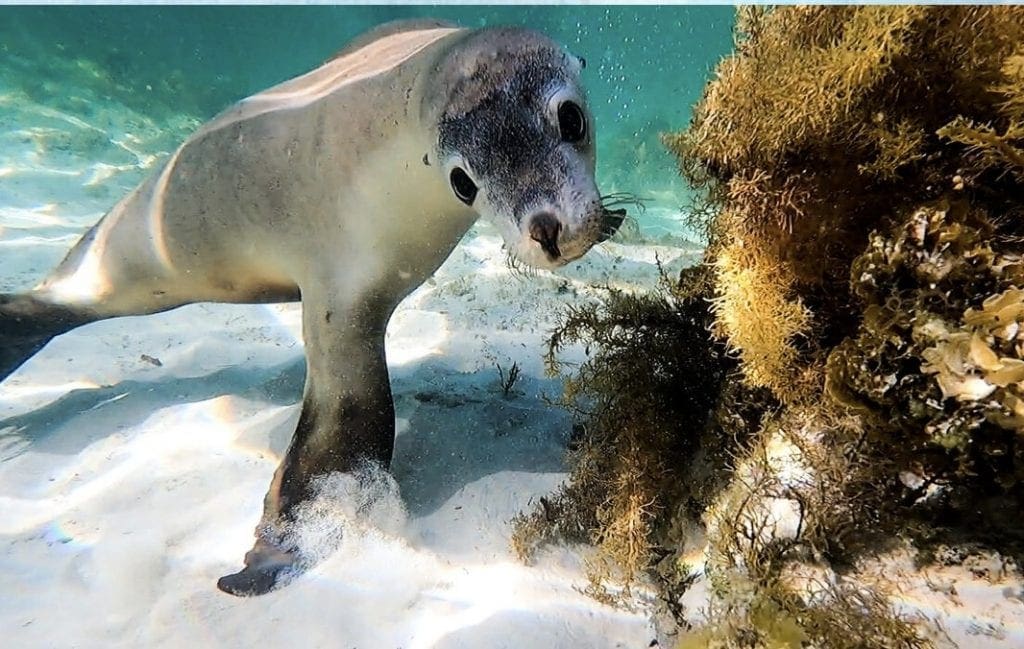 Attractions in Jurien Bay - Seal Lion Interaction