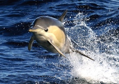 Attractions in Taree - Dolphin Adventures on an Amaroo Cruise.