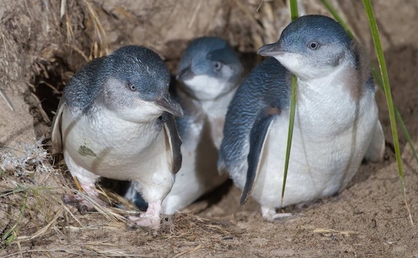 George Town Tasmania - Penguins at Low Head Beach
