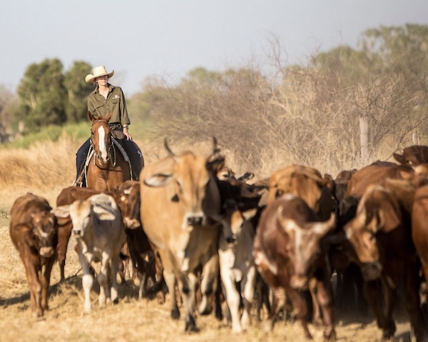 Cattle mustering at Bullo River Station.