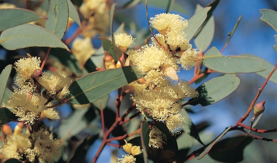 Stunning flowering gum trees around Norseman. Country Airstrips Australia.
