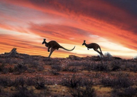 Kangaroos are notorious for venturing onto Airstrips - especially at dusk. Country Airstrips Australia